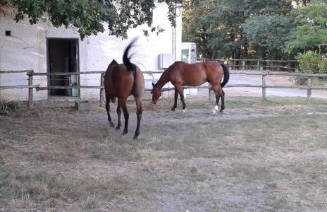 ferme équestre des abrons - Foto 19