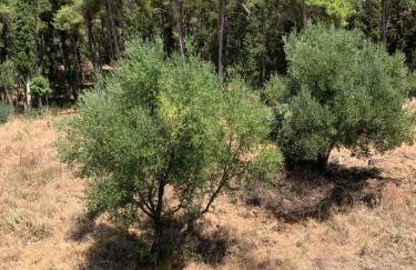 Danai luxury apartment - Foto 27