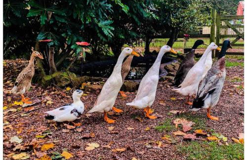 Hilly Haven & Luxury Wagon in the Forest of Dean - Foto 50