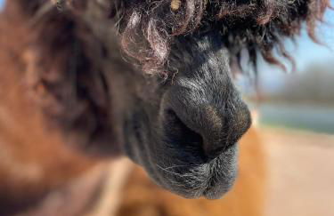 Agriturismo Il Vecchio Mandorlo - Foto 13