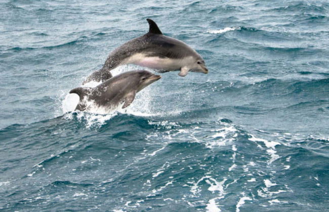 Boston Whale Watching Cruise - Foto 5