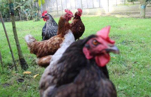 Swallow's Nest - Photo 30