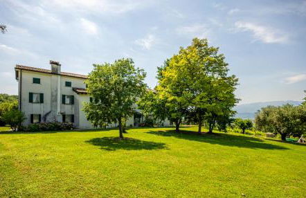 GATTO IN VIGNA - Foto 39