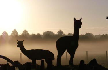 Tiny House Alpakablick - inklusive Alpaka Meet & Greet an bestimmten Terminen - Foto 20