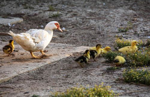 Agriturismo Terralieta - Foto 60