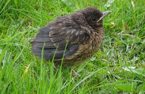 Boddenpieper - Foto 1