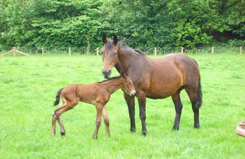 Post Box Cottage - Foto 8