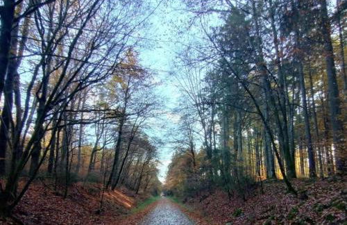 Rommersheim Forest Retreat - Foto 57