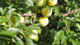 Azienda Agricola Biologica La Cardellina - Foto 4