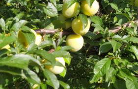 Azienda Agricola Biologica La Cardellina - Foto 4