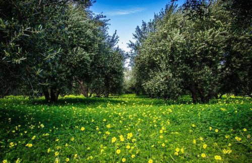 Authentic Cretan Stone Windmill - Foto 33