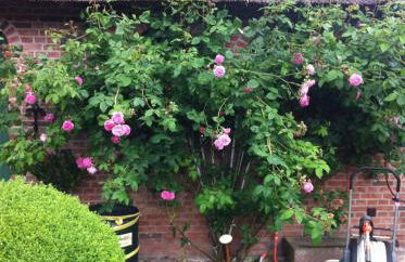 Das Rosenhaus - Photo 18