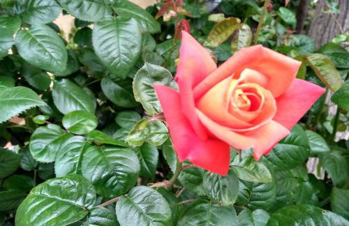 9 Musses Hotel Apartments - Foto 47