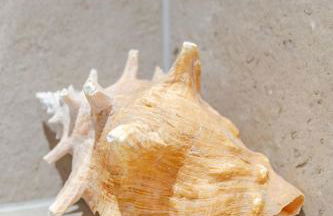 Links Lodge - Foto 15