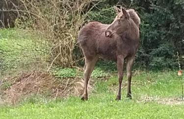 Wyciszek - mazurska agroturystyka - Foto 64