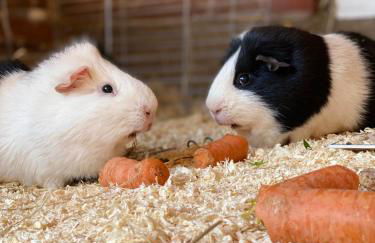 Wunderschöne Ferienwohnung zwischen Bremen und Hamburg - Foto 6