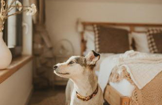 Między lasem, polem a jeziorem - domek na Mazurach - Foto 38