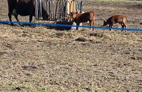 Landliebe Aulosen - Foto 24