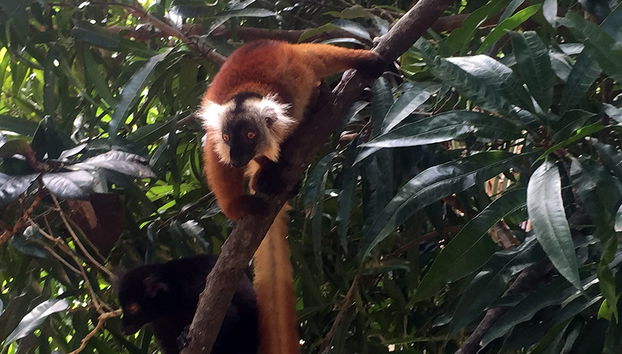 Excursión a Nosy Komba y Tanikely - Foto 3