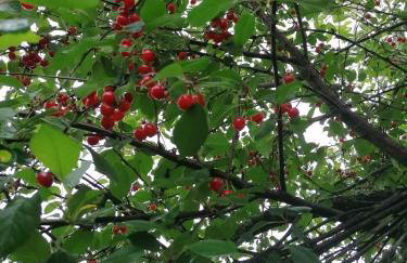 Domek Dobra - Foto 19