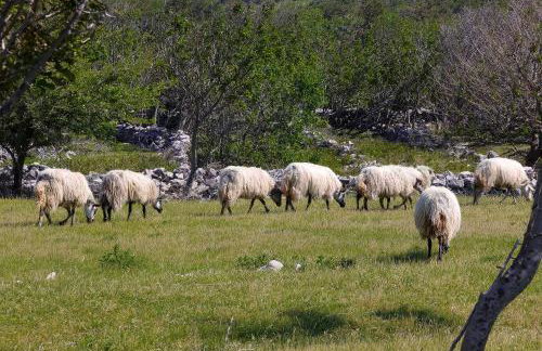 Villa Niko PET FRIENDLY 200 M FROM HIDDEN SANDY BEACH pets stays for free - Photo 57