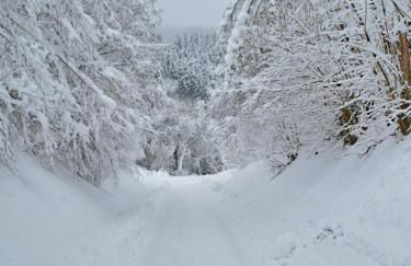 Schwarzwaldmarie - Foto 52