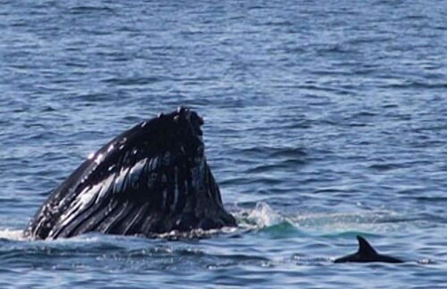 Cathair Gheal - Photo 13