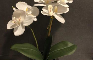 Apartament Chopina - Foto 30