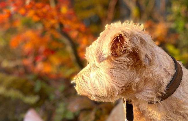 Hakuba Powder Mountain - Foto 66