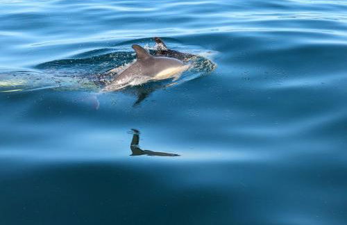 Vila Vistazul - Foto 20