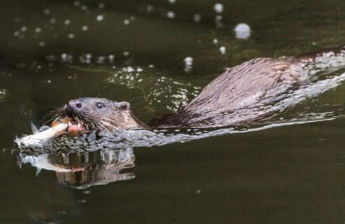 THE LAKE HOUSE: a delightful and peaceful retreat. - Foto 17