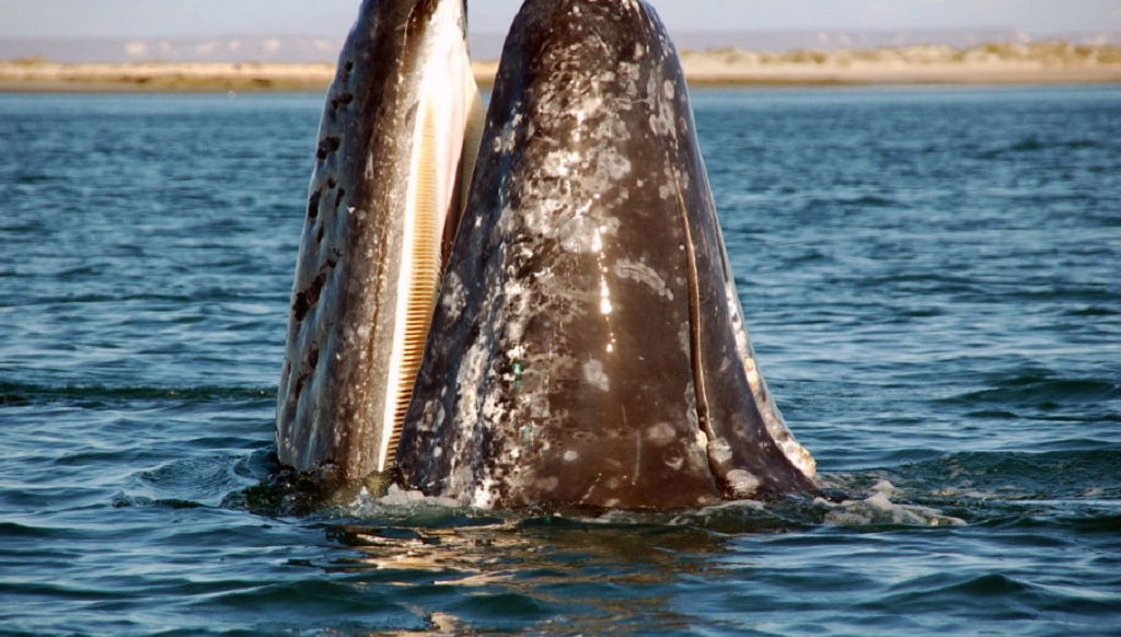 Observation des baleines grises à la baie de Magdalena - Photo 1