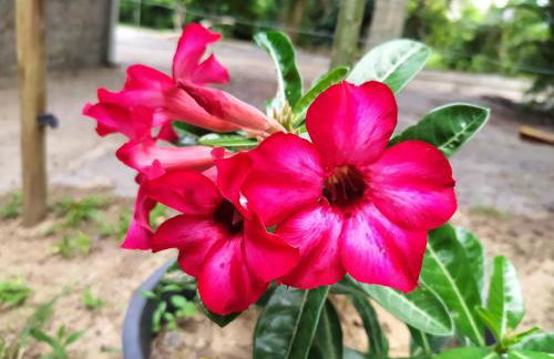 Studios Verdes hospedagens - Photo 60