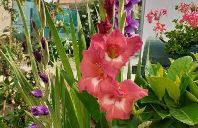 Apartments Jeličić - Foto 77