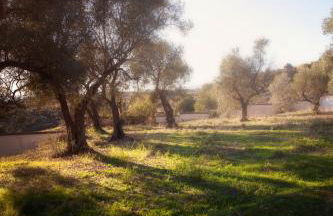 FINCA PALMERS DOS - Photo 9