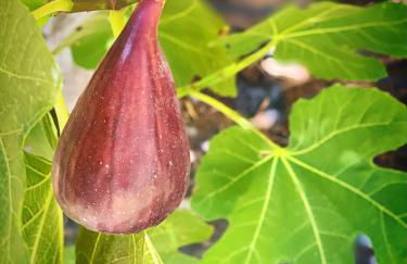 Villa Eden - Foto 15