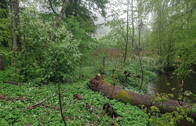 6 Person Holiday Home in Degeberga-by Traum - Foto 18