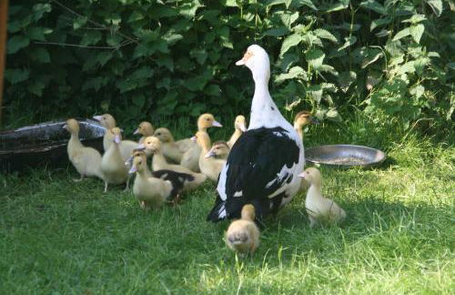 Reetdach Ferienhaus nahe Ostseebad Kühlungsborn - Foto 18