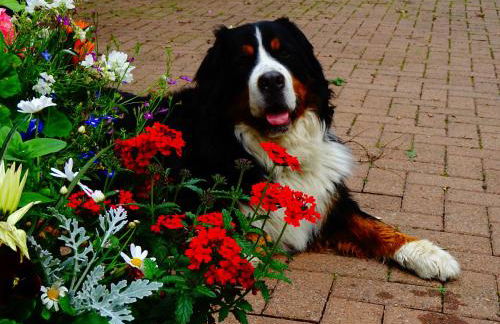 Arden Country House - Foto 23