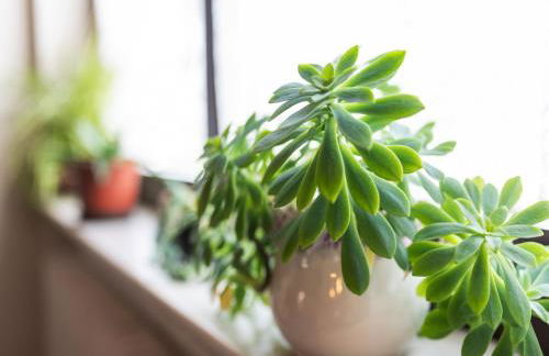 Ferienwohnung im Kappeler Wald - Photo 43
