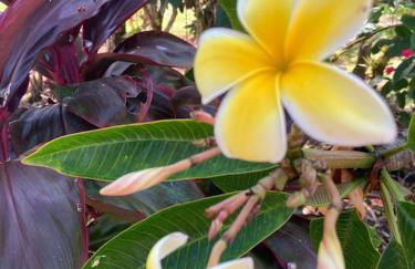 Tropical Jungalow Near the Ocean Cliffs - Foto 24