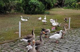 Condomínio Resort na cidade das águas sulfurosas - Foto 10