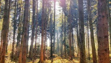 Ferienhof Weber Nieratz - Foto 3