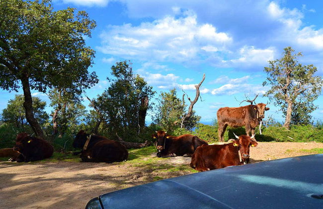 Safari nel Parco naturale delle Madonie - Foto 7