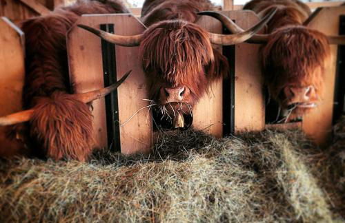 Chi Plans - Photo 33