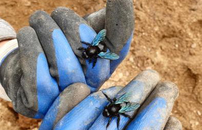 Królewska Sielanka - Foto 35