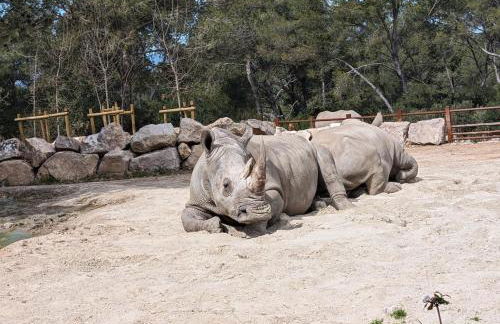 Appartement cosy au calme à cote du zoo avec balcon et parking securisé - Photo 12