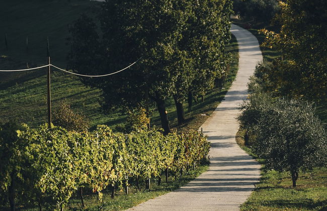 Agriturismo Acetaia Sereni - Foto 8