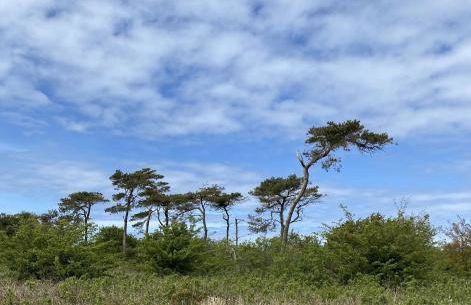 Ferienhaus Piratennest Rügen - Foto 38