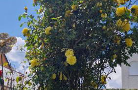 Ferienwohnung Wiesental 89331 Burgau, Wiesentalstrasse 1 - Foto 55